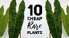 10 Cheap Ish Rare Houseplants