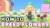 How To Breed Flowers Making Rare Flowers Animal Crossing New Horizons