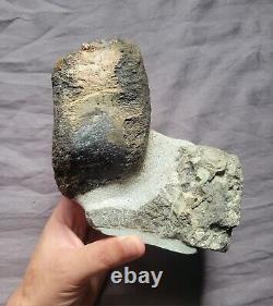 Rare Matrix Display Hadrosaur Vertebra Fossil Dinosaur Bone From Montana