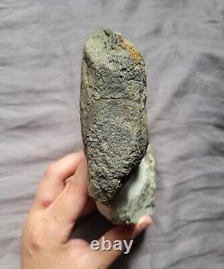 Rare Matrix Display Hadrosaur Vertebra Fossil Dinosaur Bone From Montana