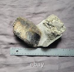 Rare Matrix Display Hadrosaur Vertebra Fossil Dinosaur Bone From Montana