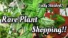 Rare Plant Shopping Monstera Siltepecana Philodendron Jungle Boogie Scindapsus Splash More