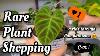 So Many Rare Plants I Can T Believe I Found These So Cheap Plant Shopping Haul Pumpkintown
